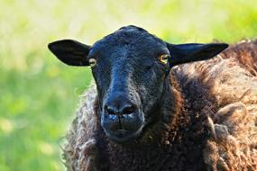 Sheep Ewe Animal