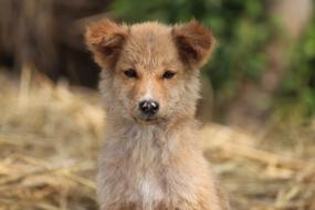 Dog Cute