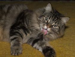 Cat Norwegian Forest Attention