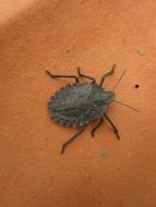 Mustha Spinosula Stink Bug