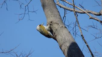 Bird Nature
