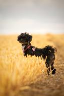 Dog Field Yellow