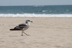 Seagull Sea Ocean