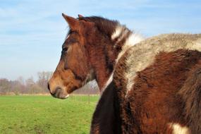 Pony Horse Horses