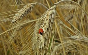 Corn Ears Ladybug