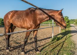beautiful horse on the farm