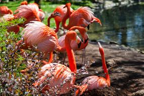 Flamingos Animal Pink