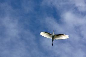 a beautiful bird in the blue sky