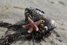 Starfish Shell Tang