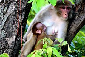 Mother Monkey Breastfeeding