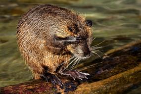Nutria Water Rat