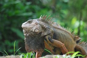 large iguana in the garden