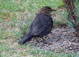 Blackbird Songbird Bird