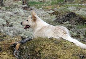 Dog Light Pet Lying