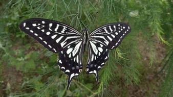 Butterfly Insect Natural Flying