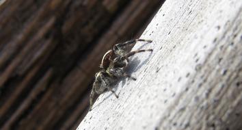 Insect Spider Hunter Macro view