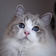 Cat Animal Ragdolls Ragdoll