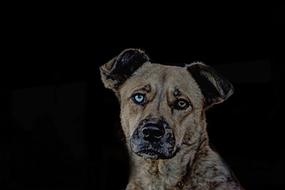 Animal Dog Image Editing