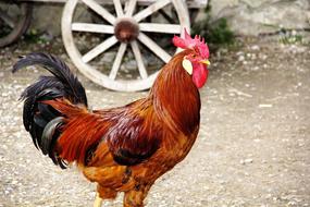 walking colorful rooster