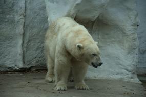 Polar Bear Mammal Zoo