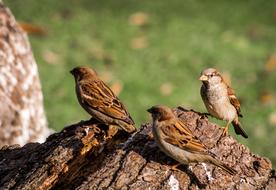Sparrow Animal World Bird