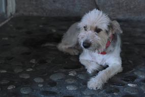 Dog Pet