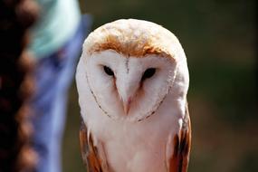 Barn Owl Bird