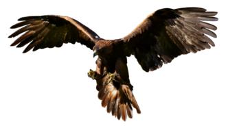 Adler Raptor Bird Of Prey