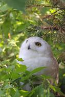Owl Snowy Bird