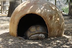 sleeping turtle in the house