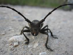 Beetle Coleoptera Morimus Funereus