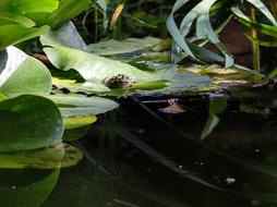 Frog Pond Water