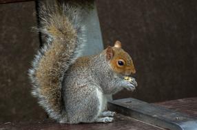 Squirrel Animal Rodent
