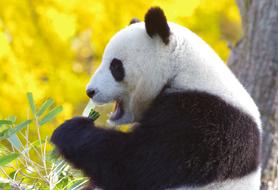 Panda Bear China Endangered