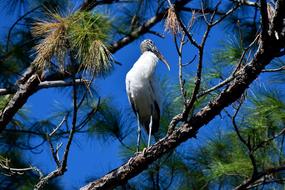 Wood Stork Bird Wildlife