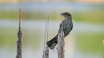 Red Wing Blackbird Female Feather