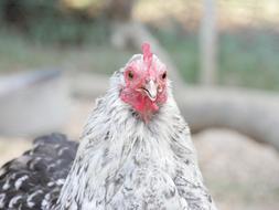 Hen Animal Farm