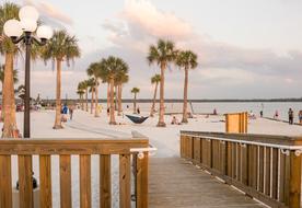 Beach Palm Trees Exotic Pine