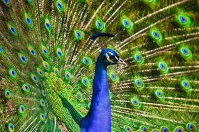 Peacock Bird Colorful