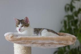 Boss Concerns Relax