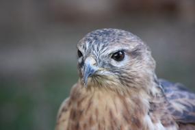 Bird Raptor Beak