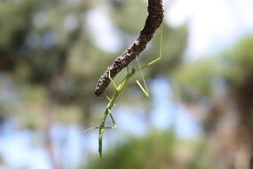 Insect Nature Stick