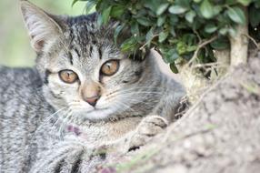 resting gray cat under a tree
