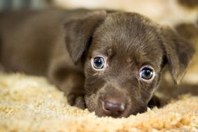 Dog Adoption Home Adopted