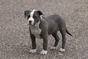 Dog Puppy Gray