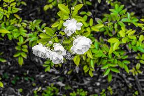 white flowers in a bush green