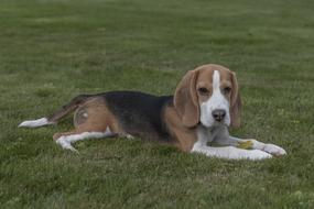 Beagle Dog Puppy