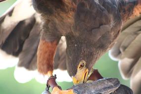 Bird Raptor Nature