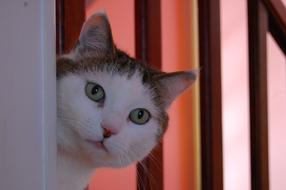 Cat Good Looking Hide And Seek