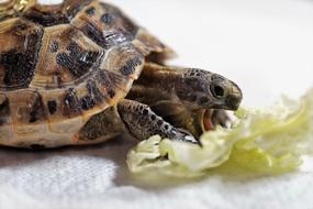 greek Turtle Cub Reptile